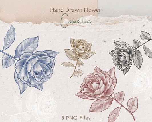 Vintage Camellia Flower Illustration / 5 Colors