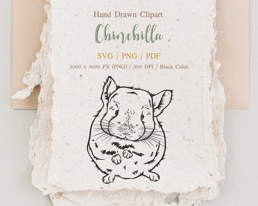 Chinchilla Clipart