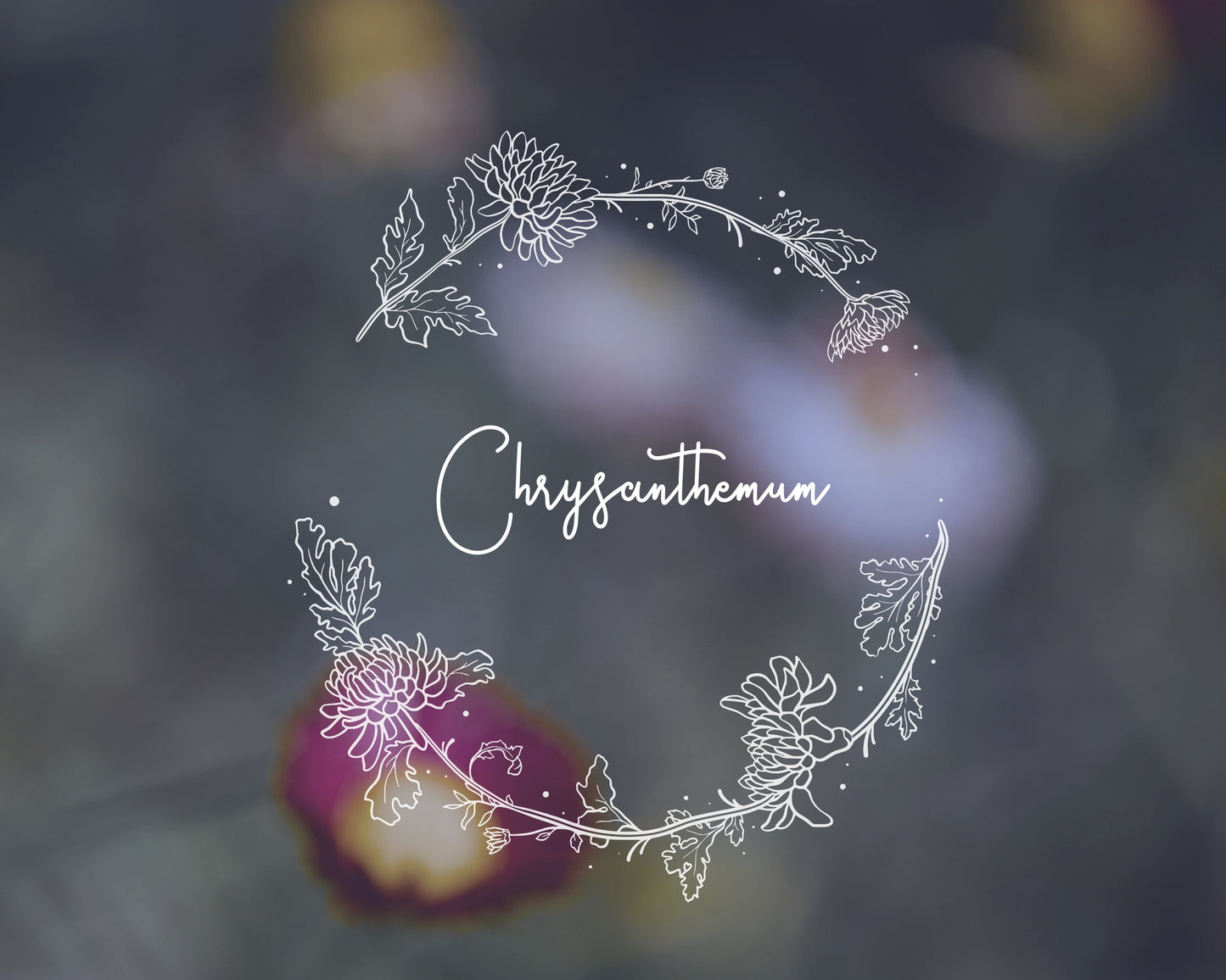 Chrysanthemum Flower Half Wreath Clipart