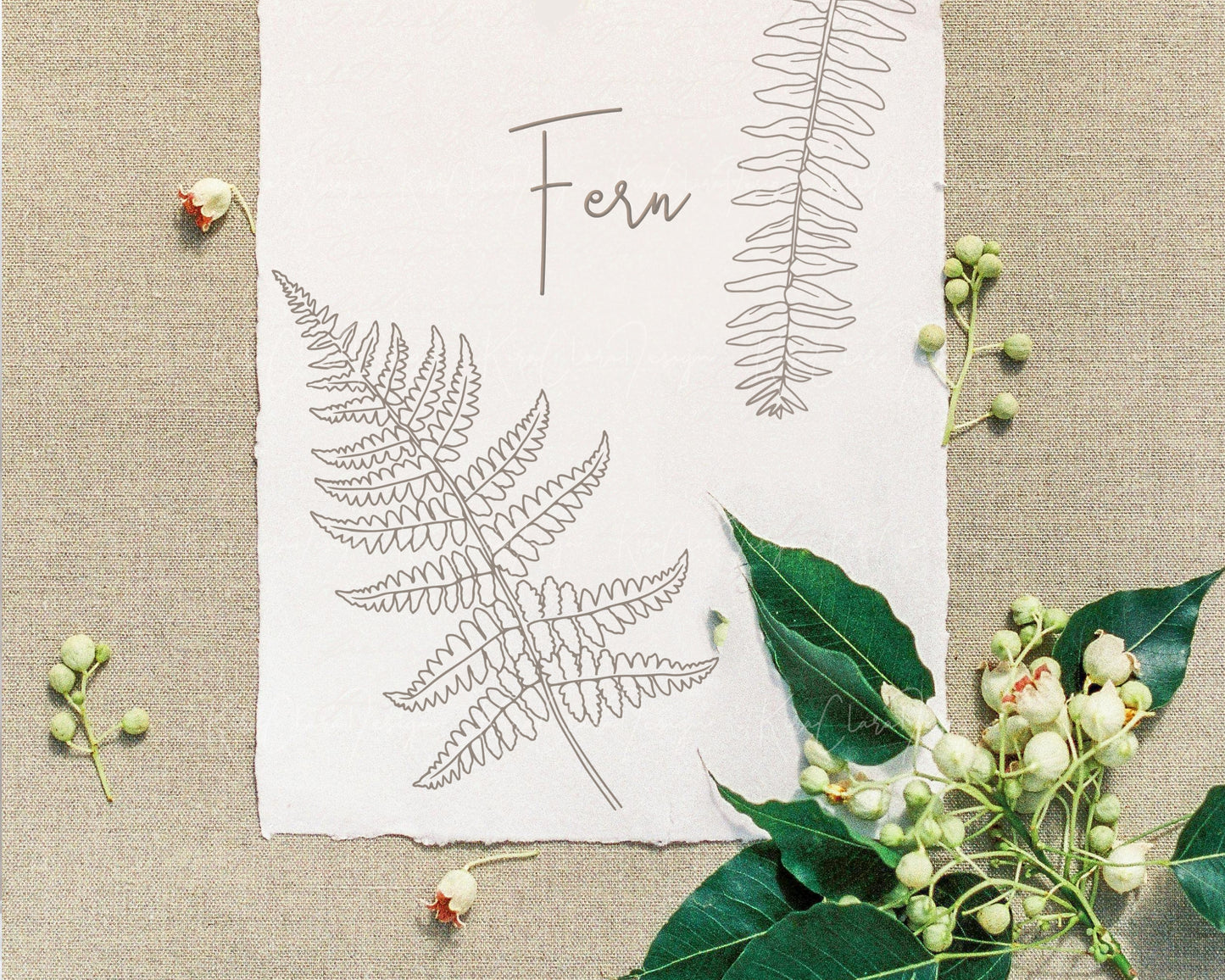 Fern Leaf Botanical Elements Clipart