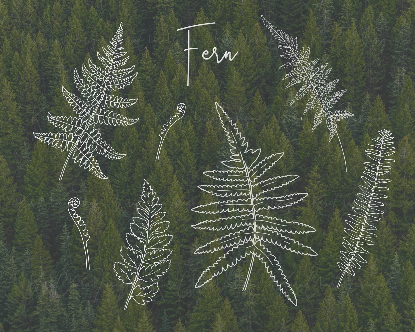 Fern Leaf Botanical Elements Clipart