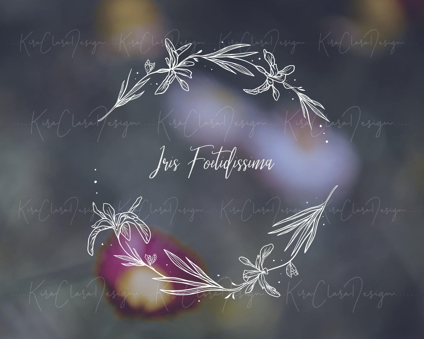 Iris Foetidissima ( Coral Iris ) Half Wreath Clipart