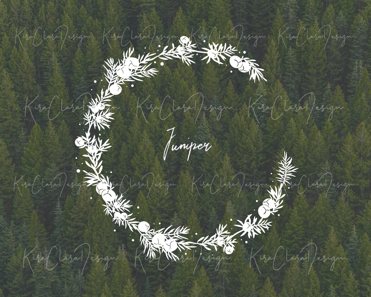 Juniper ( Juniperus ) Half Wreath Clipart