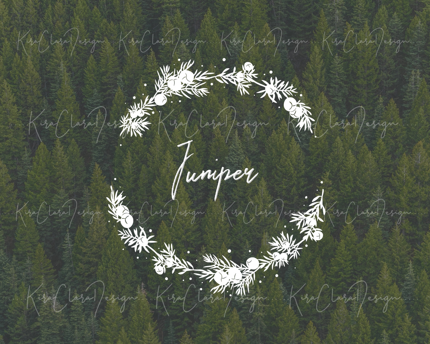 Juniper ( Juniperus ) Half Wreath Clipart