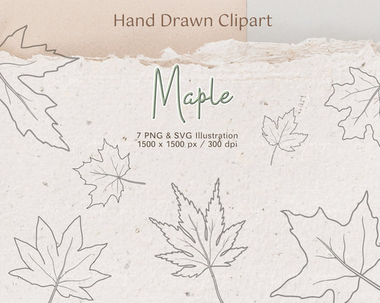 Maple Leaf Botanical Clipart