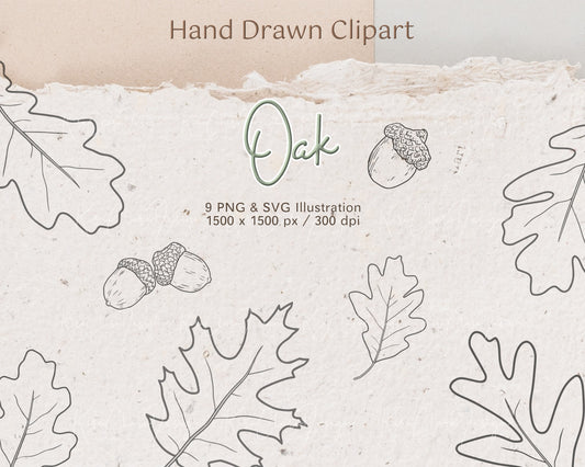 Oak Leaf Oak Fruit Botanical Clipart