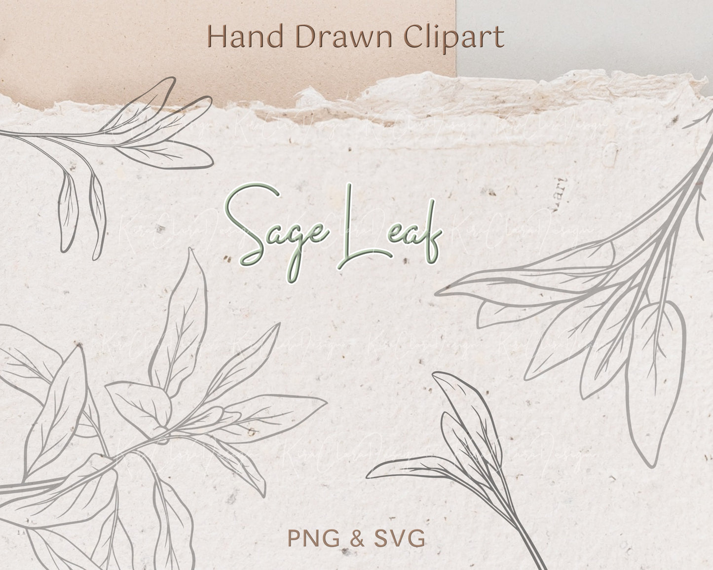 Sage Leaf Elements Clipart