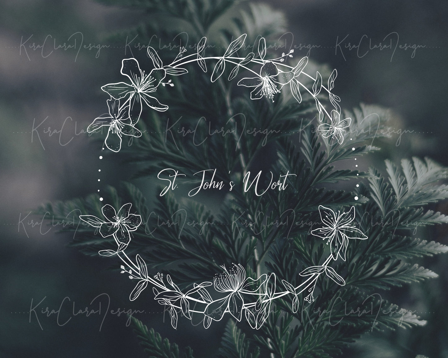 St. John's Wort Flower (Hypericum) Full Wreath Clipart