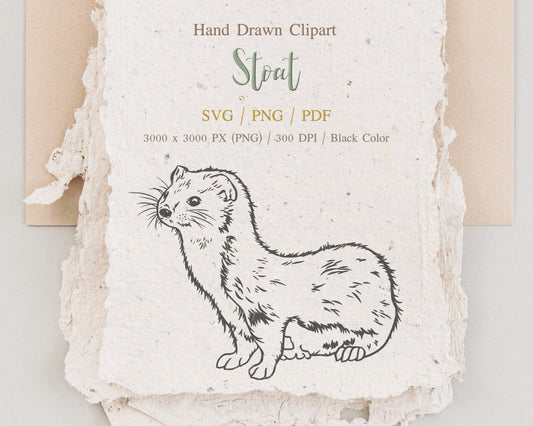 Stoat Clipart