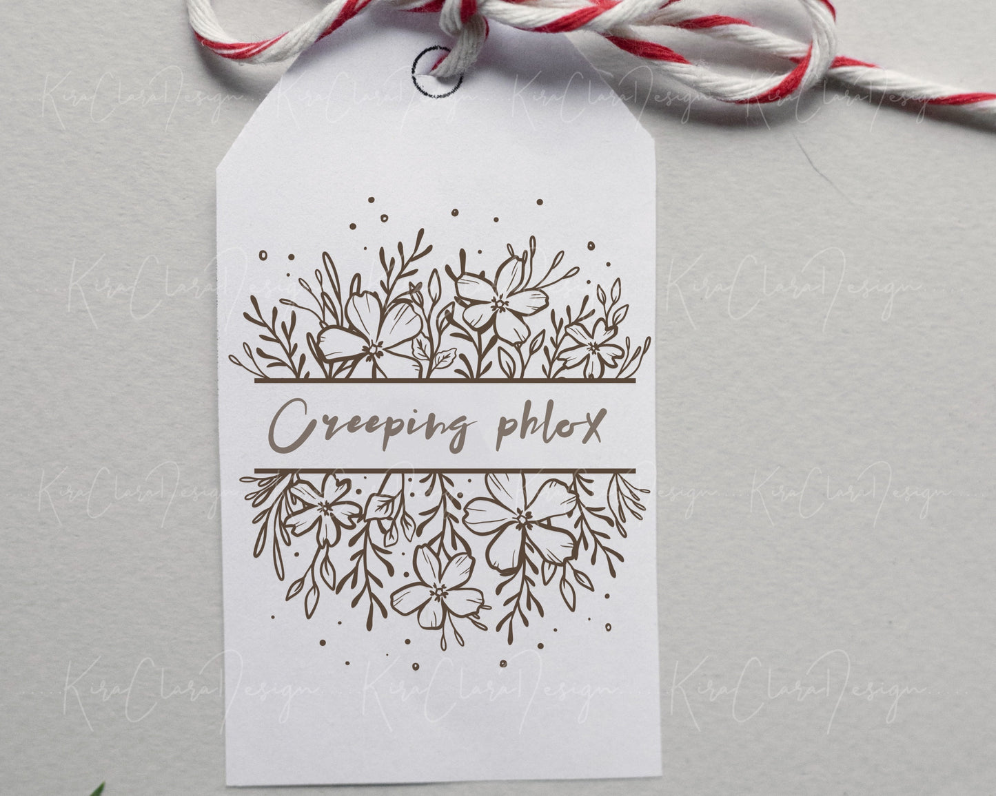 Creeping Phlox Flower Split Frame Clipart